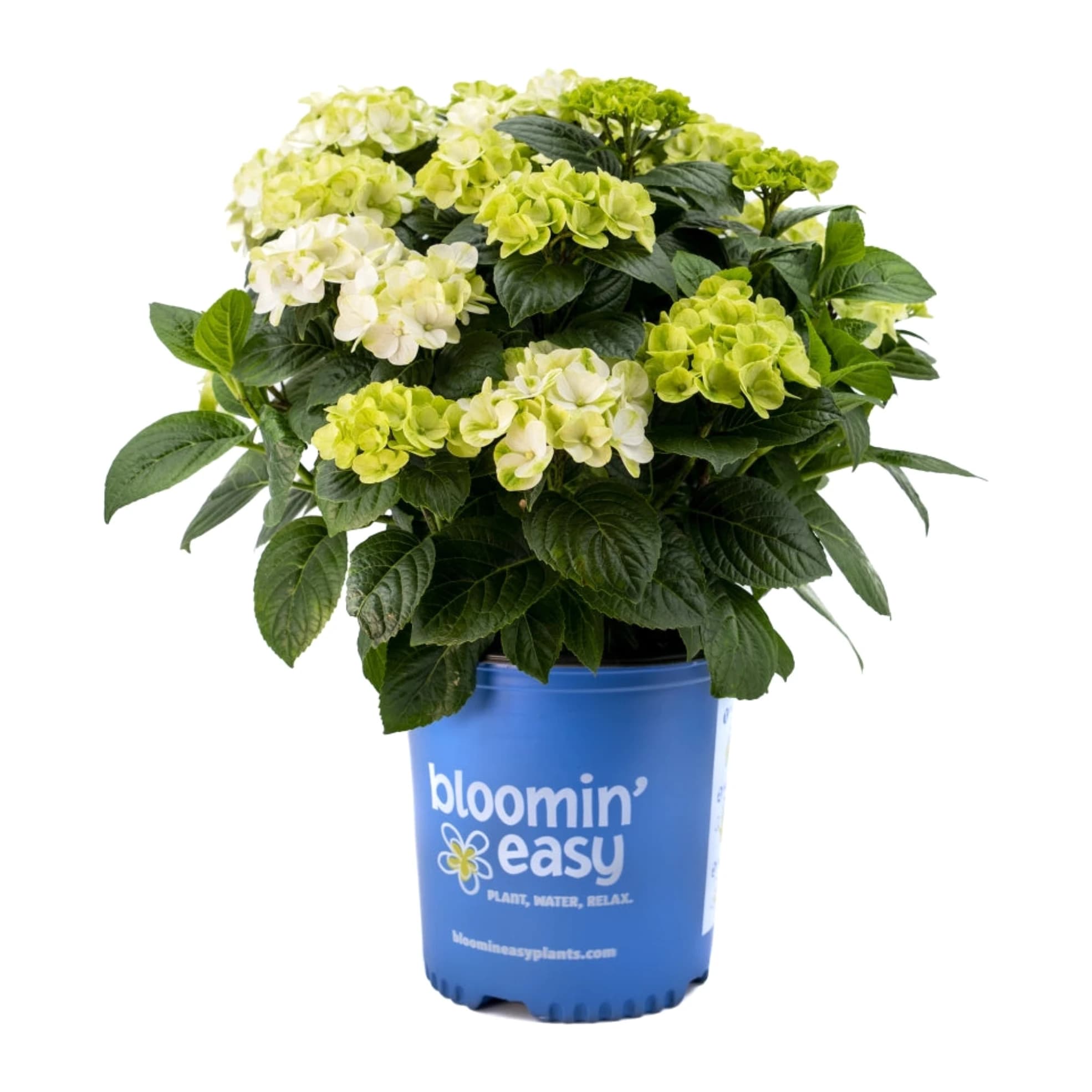 Grin and Tonic reblooming hydrangea in a blue nursery pot with lime green and white blooms